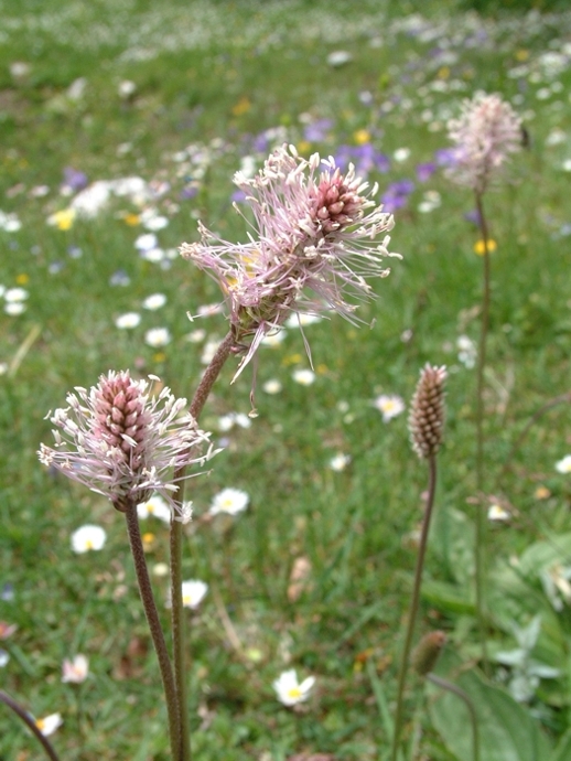 Plantago media / Piantaggine pelosa